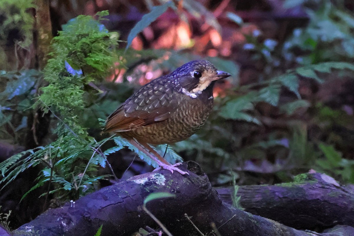 Variegated Antpitta - ML619942922