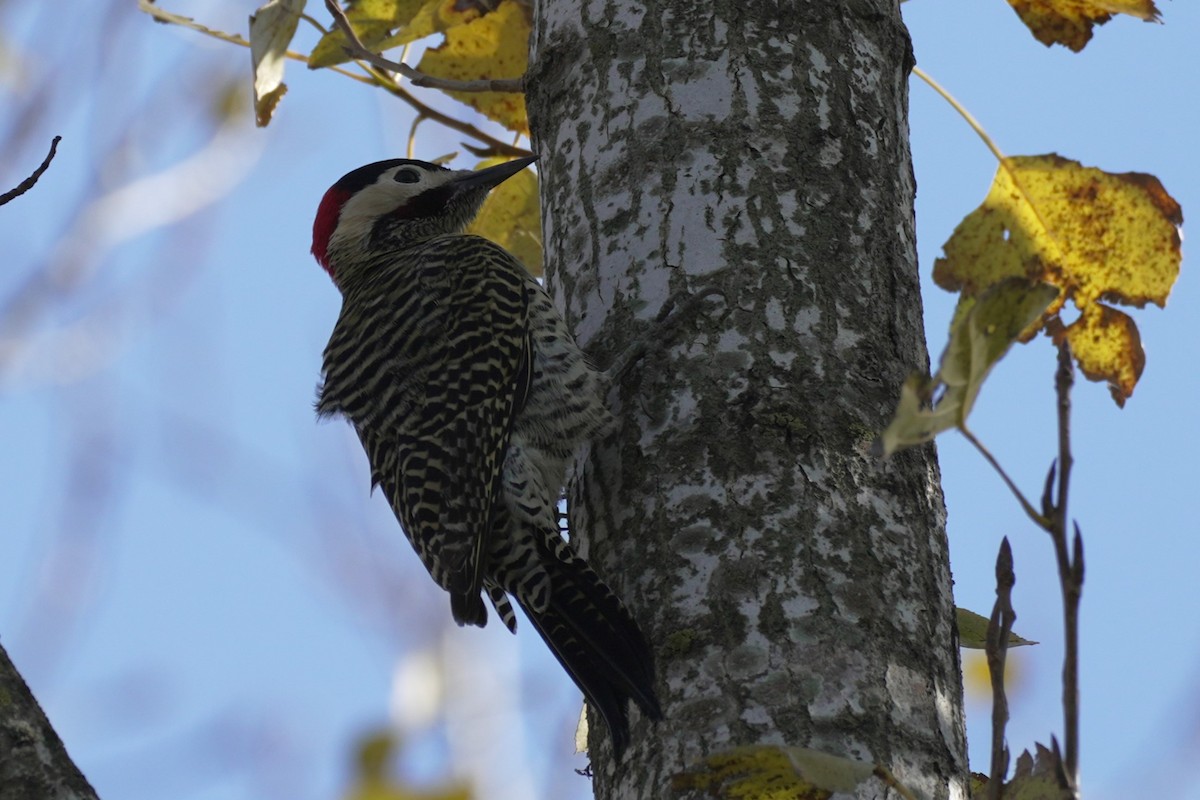 Green-barred Woodpecker - ML619942926