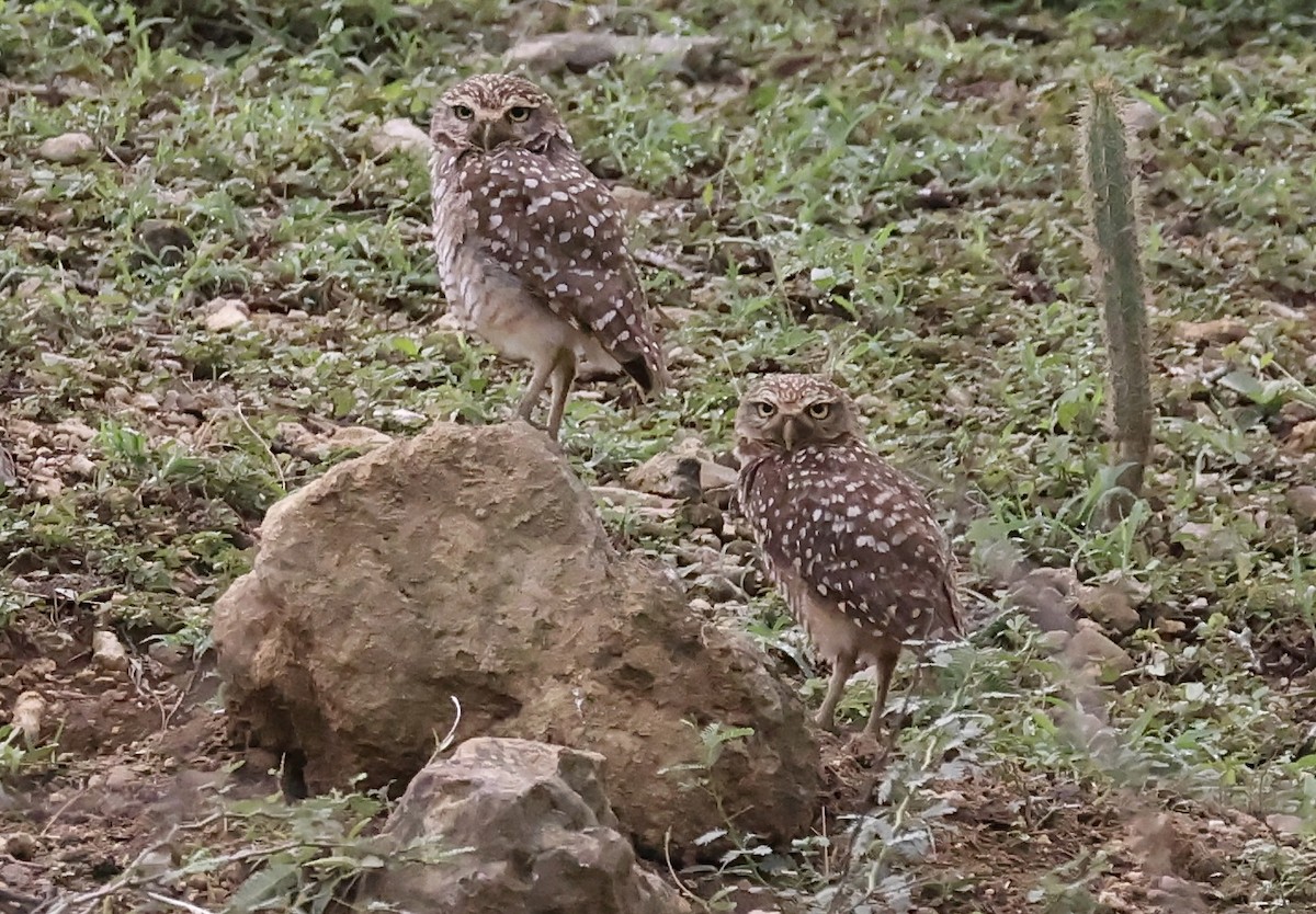 Burrowing Owl - ML619942927