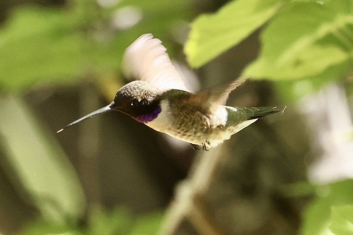 Black-chinned Hummingbird - ML619942935