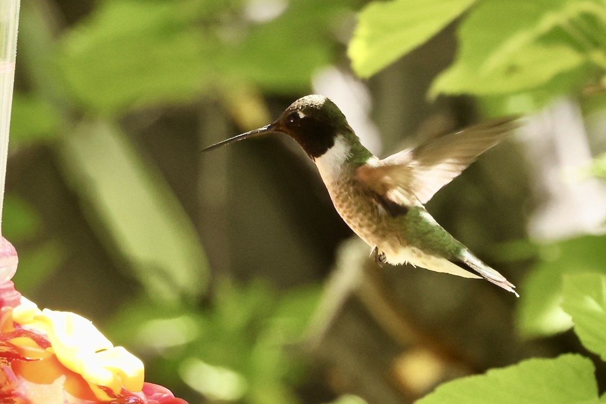 Black-chinned Hummingbird - ML619942936