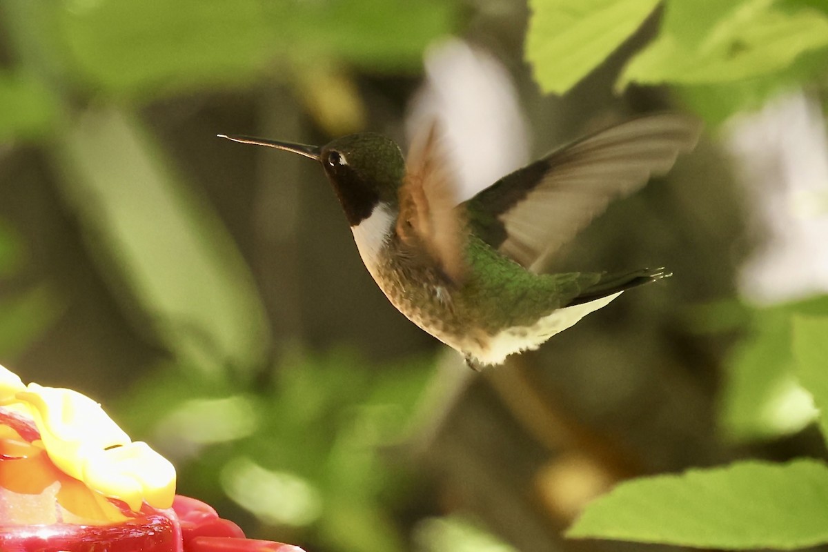 Black-chinned Hummingbird - ML619942937