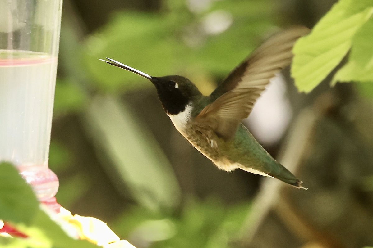 Black-chinned Hummingbird - ML619942938