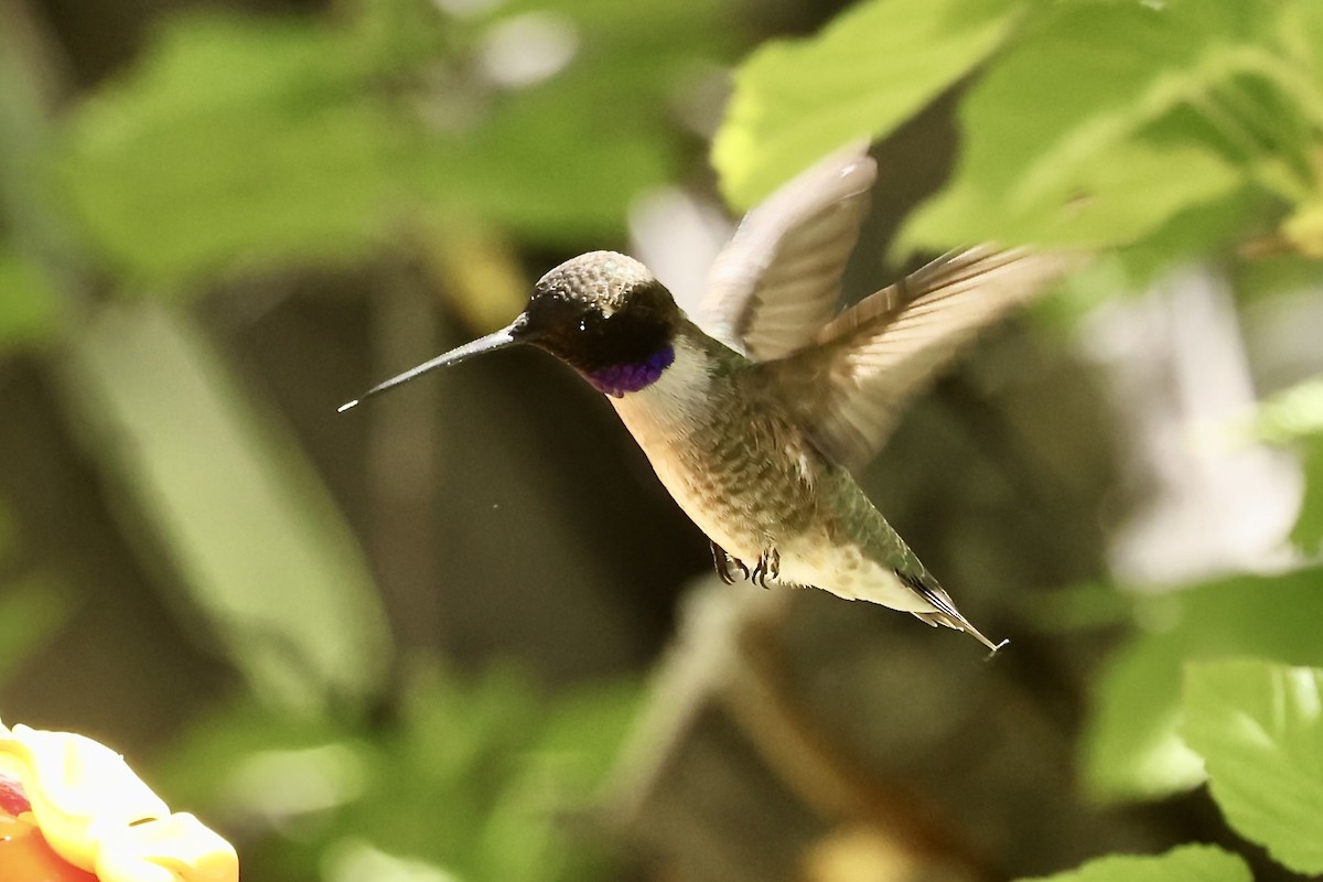 Black-chinned Hummingbird - ML619942939