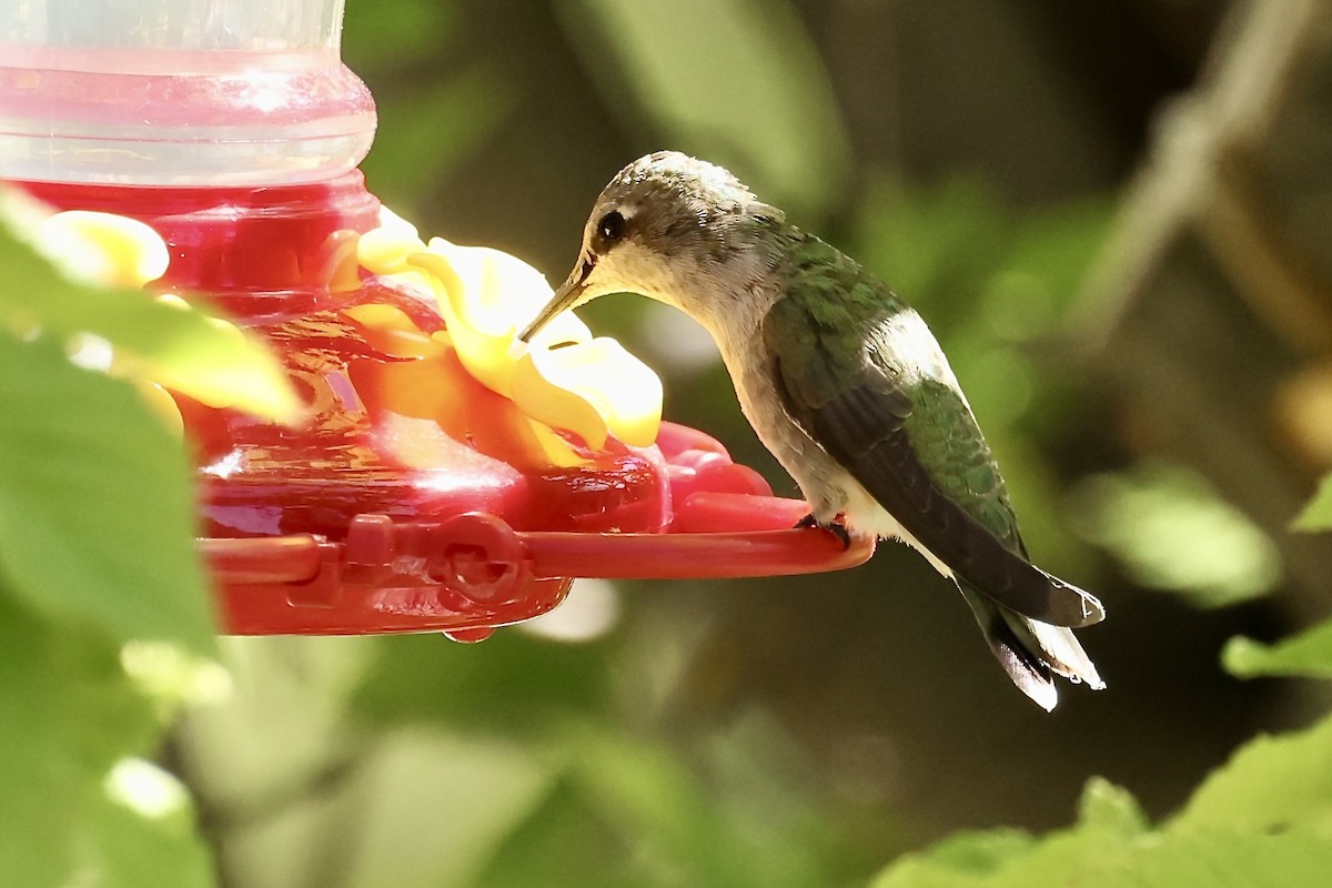 Black-chinned Hummingbird - ML619942940