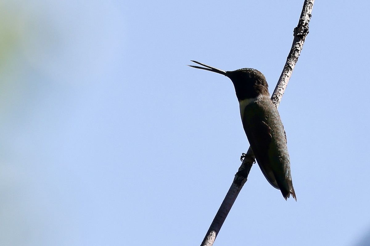 Black-chinned Hummingbird - ML619942943