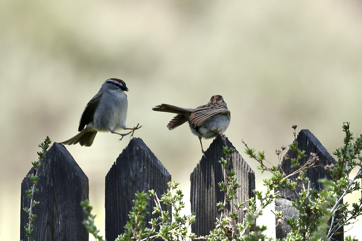 Chipping Sparrow - ML619942967