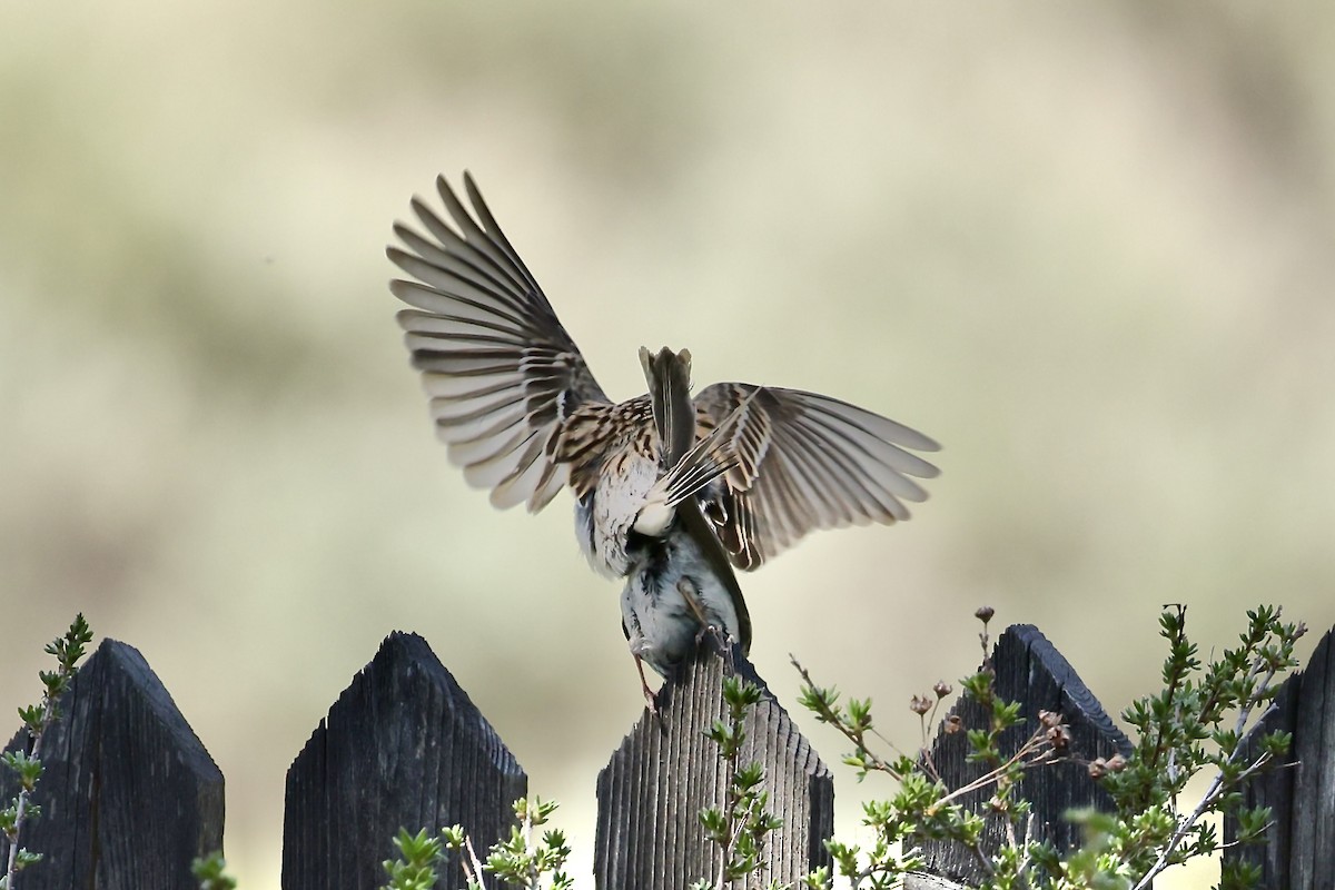 Chipping Sparrow - ML619942969