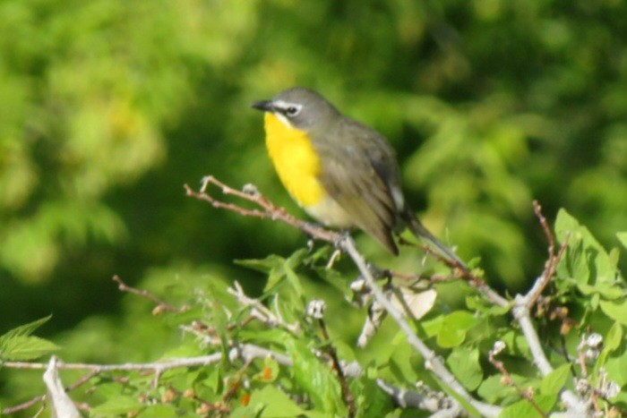 Yellow-breasted Chat - ML619942981
