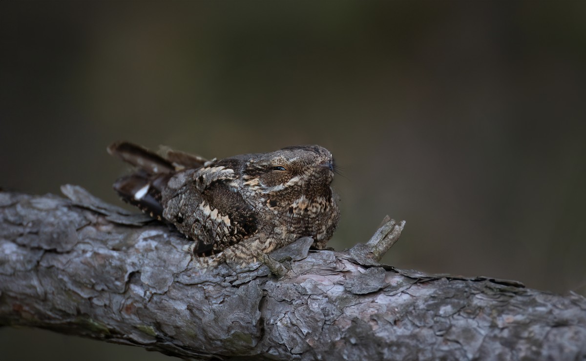 Eurasian Nightjar - ML619942985