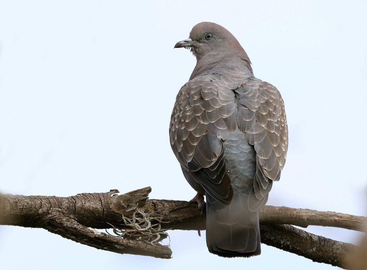 Spot-winged Pigeon - ML619942992