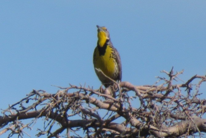 Western Meadowlark - ML619942995