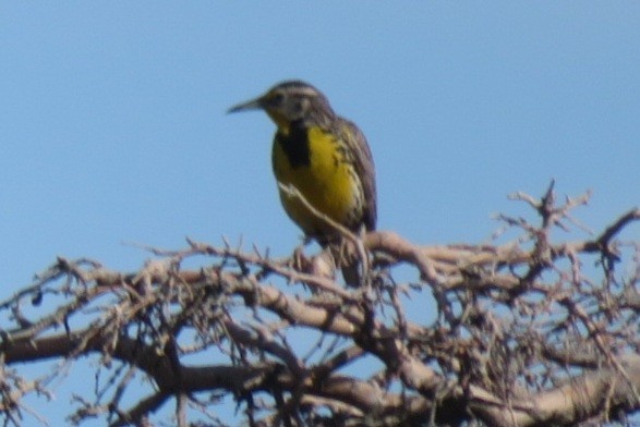 Western Meadowlark - ML619942996