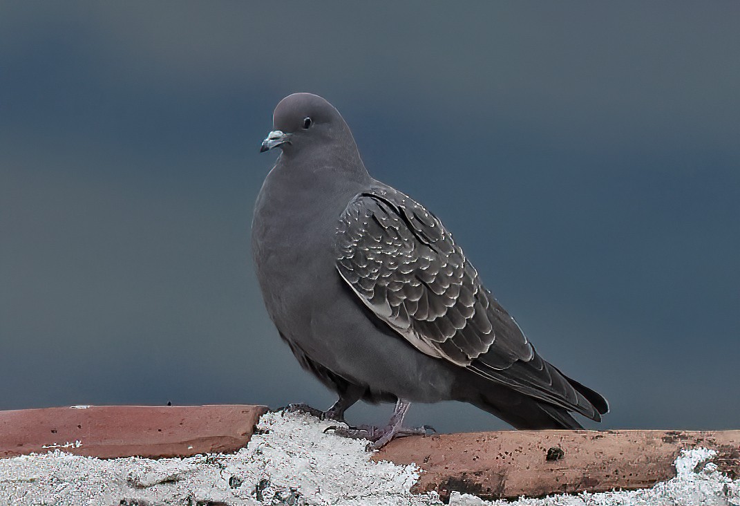 Spot-winged Pigeon - ML619943000