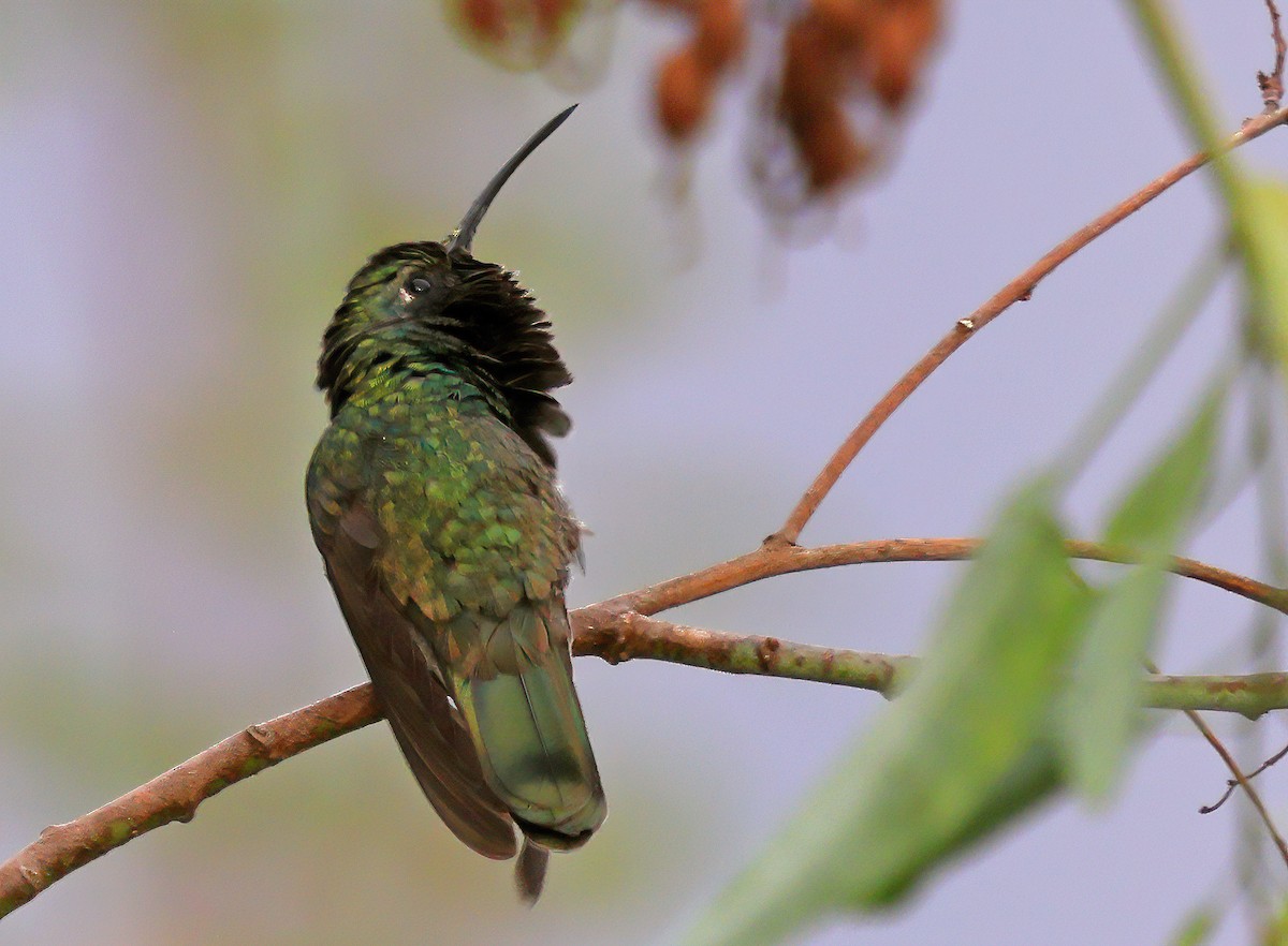 kolibřík aksamitový - ML619943013
