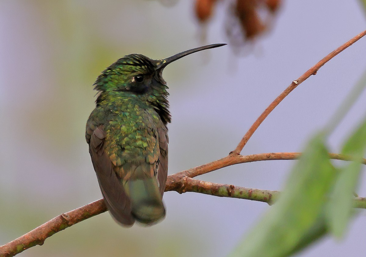 kolibřík aksamitový - ML619943014