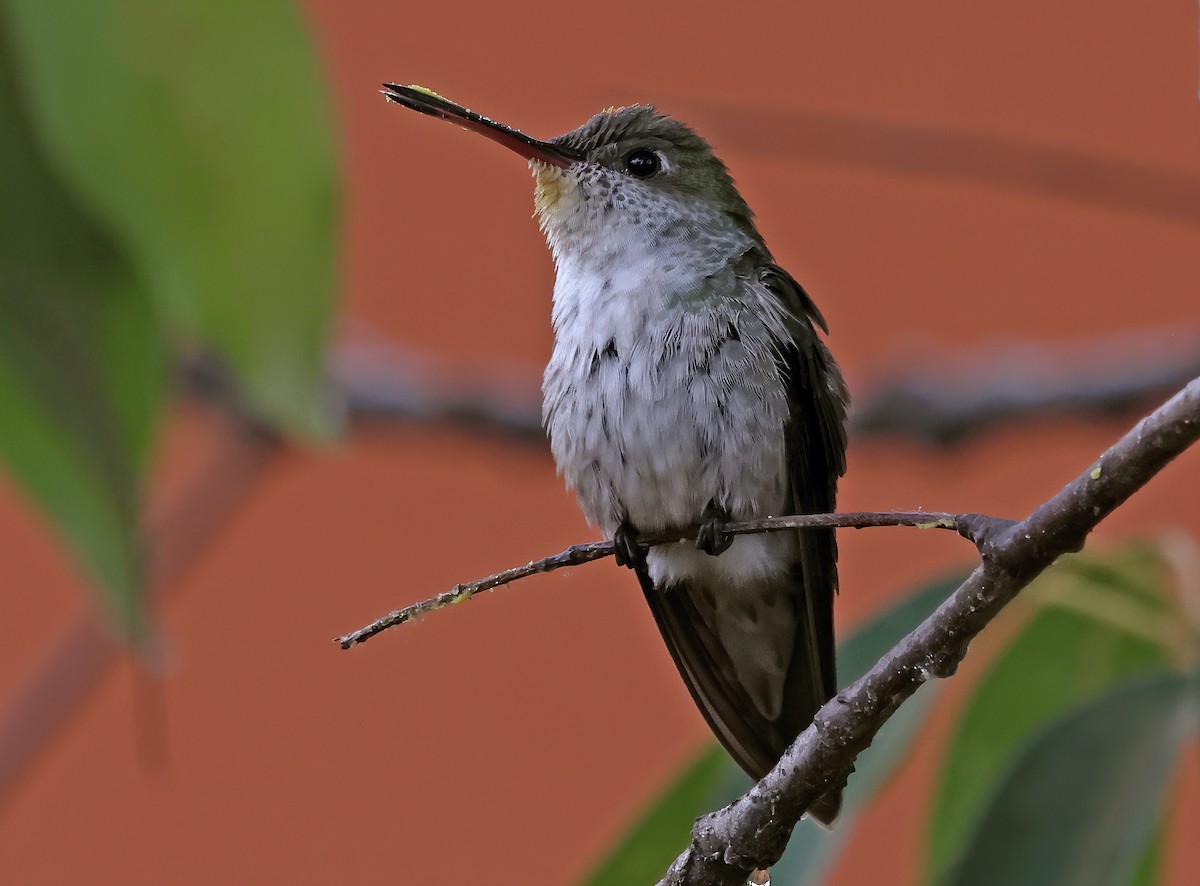 White-bellied Hummingbird - ML619943030