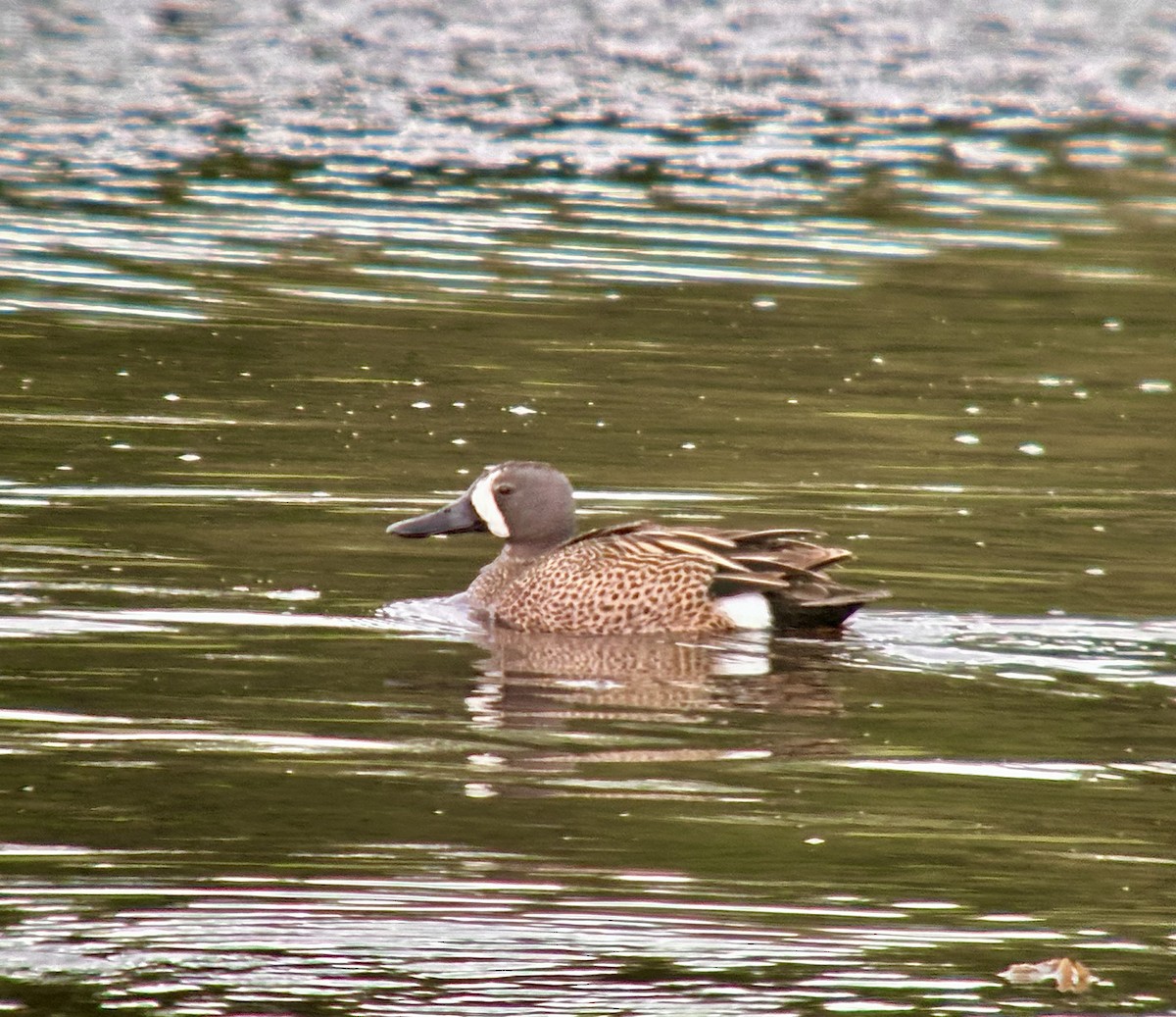 Blue-winged Teal - ML619943032