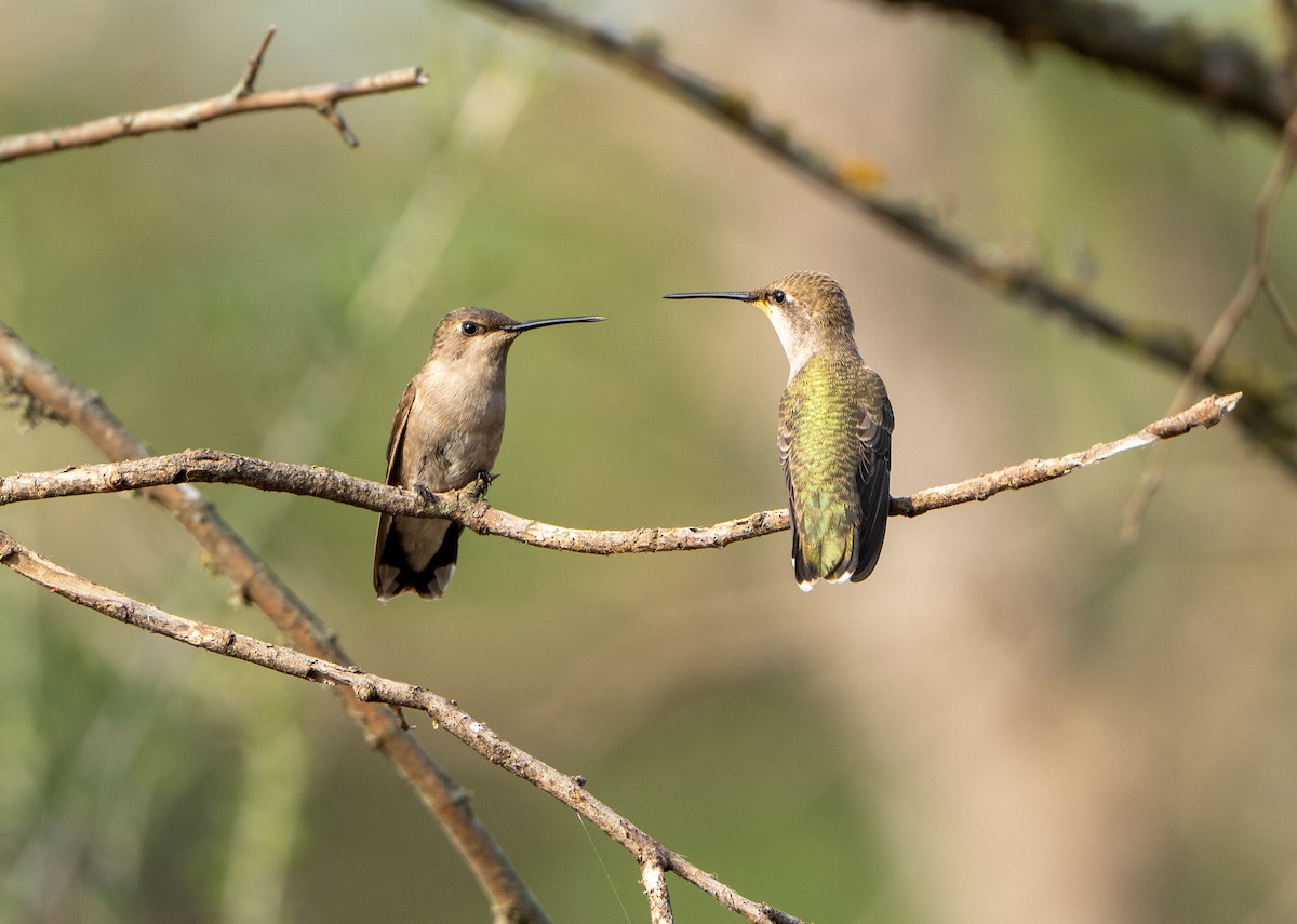 Black-chinned Hummingbird - ML619943045