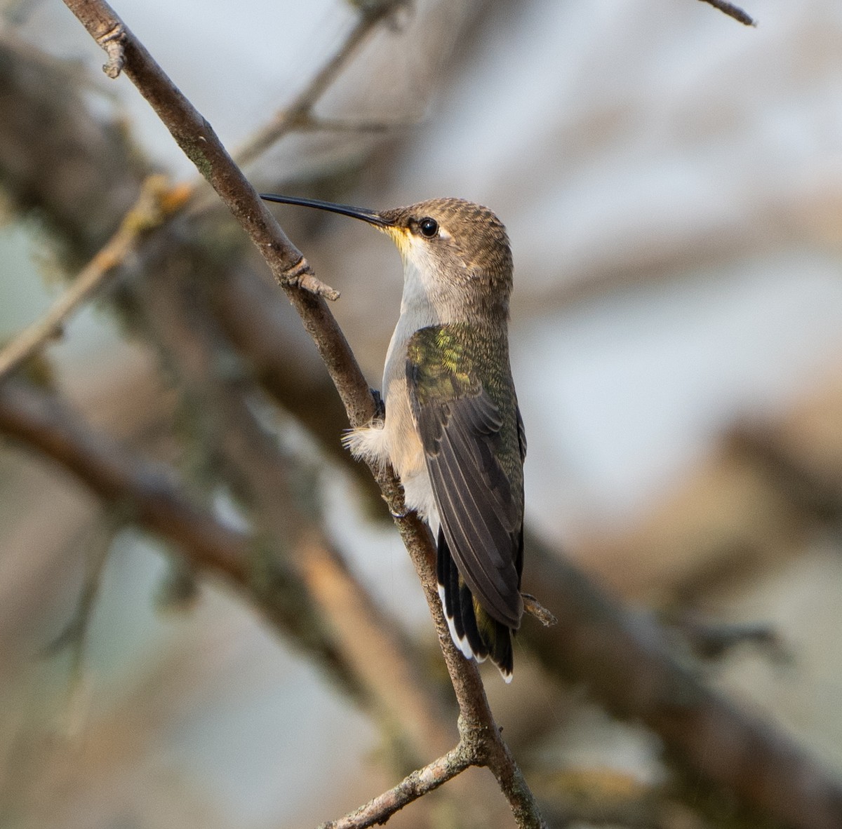 Black-chinned Hummingbird - ML619943050