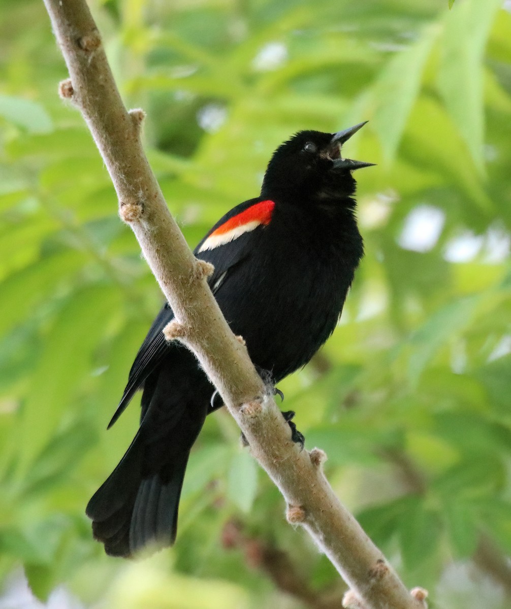 Red-winged Blackbird - Mariam Ohanjanyan