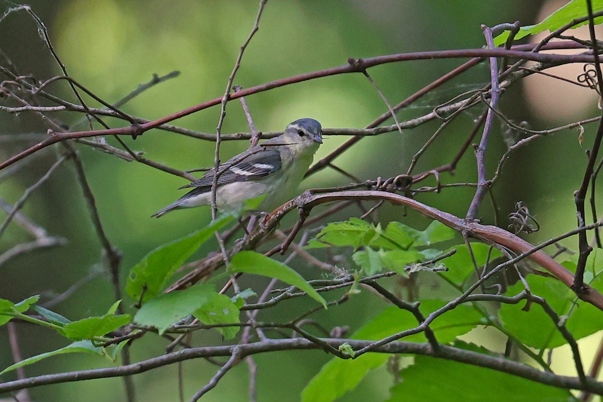 Paruline azurée - ML619943058