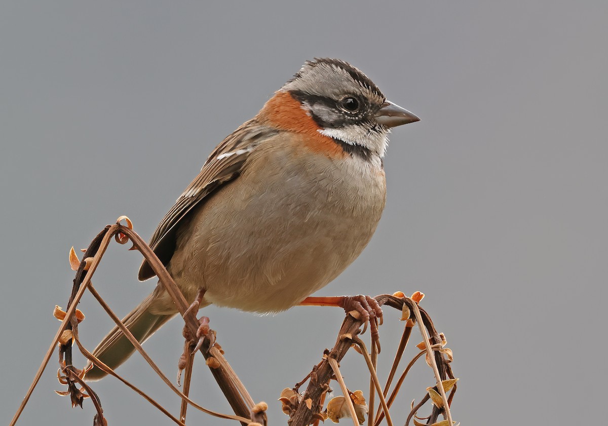 Rufous-collared Sparrow - ML619943059