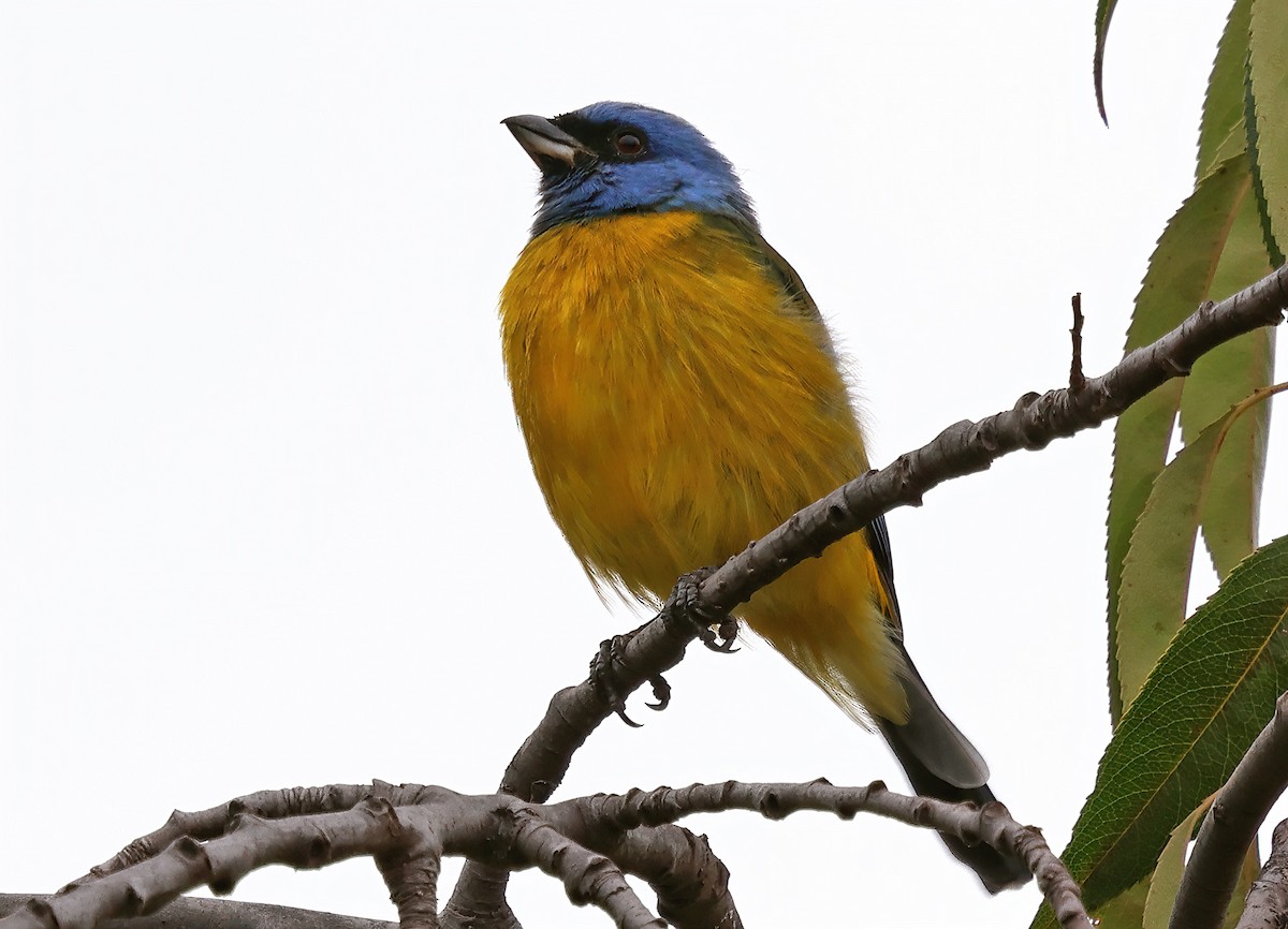 Blue-and-yellow Tanager - ML619943066