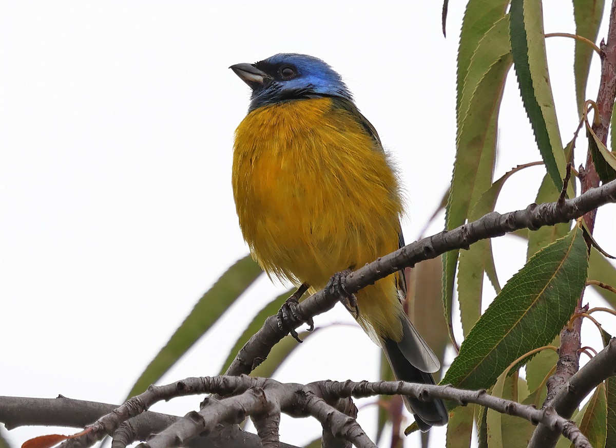 Blue-and-yellow Tanager - ML619943073