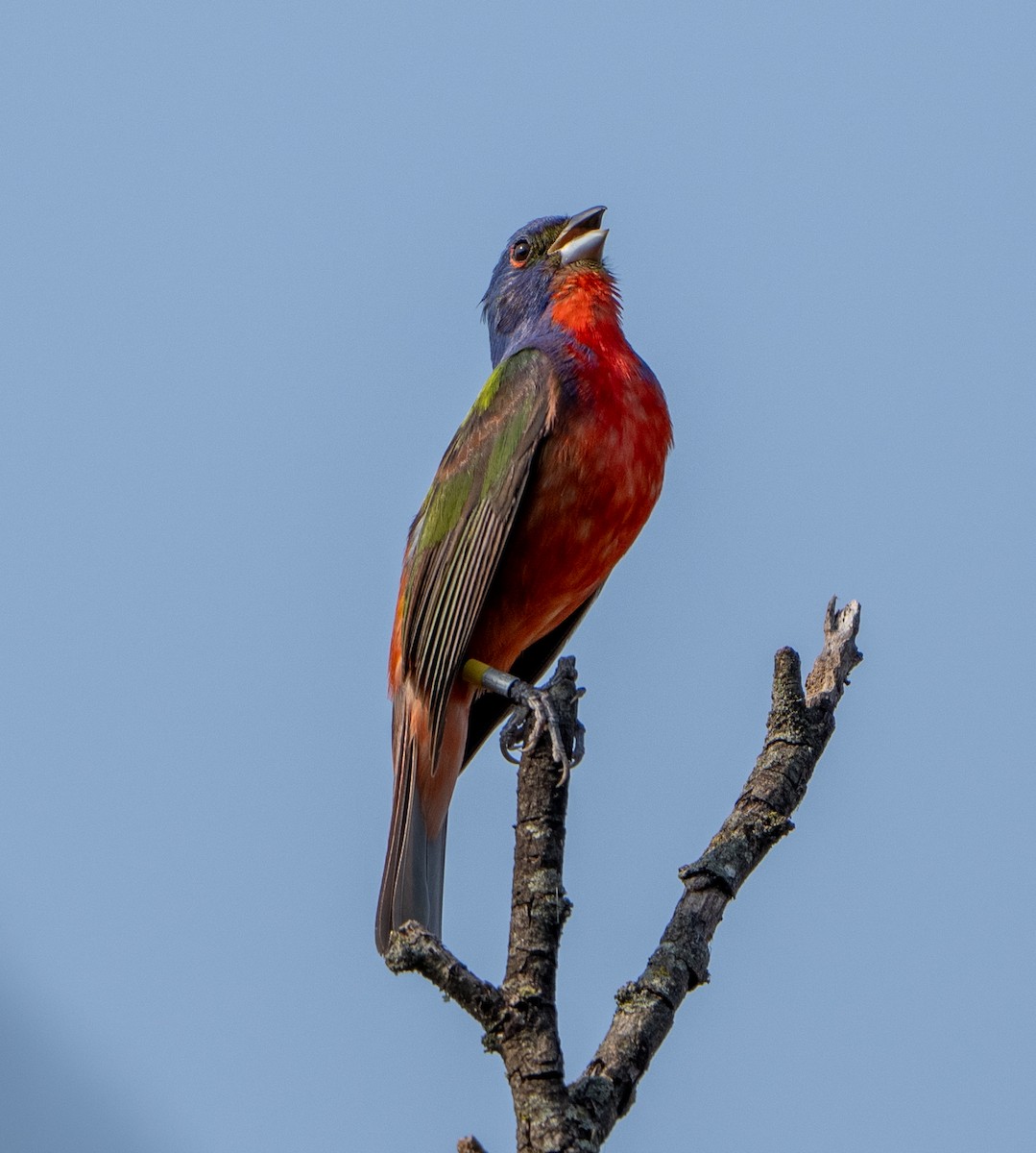 Painted Bunting - ML619943080