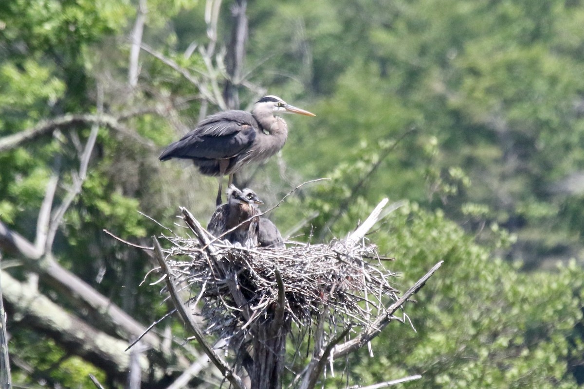 Garza Azulada - ML619943088