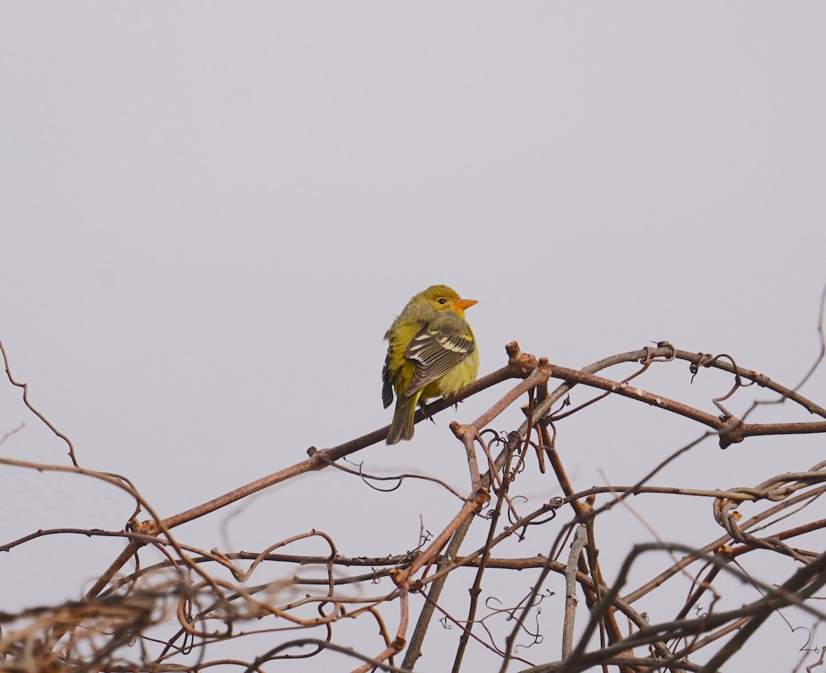 Western Tanager - ML619943101