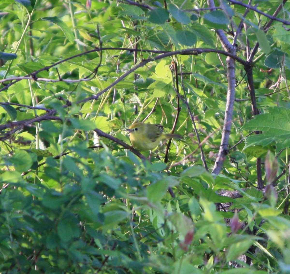 Yellow Warbler - ML619943104