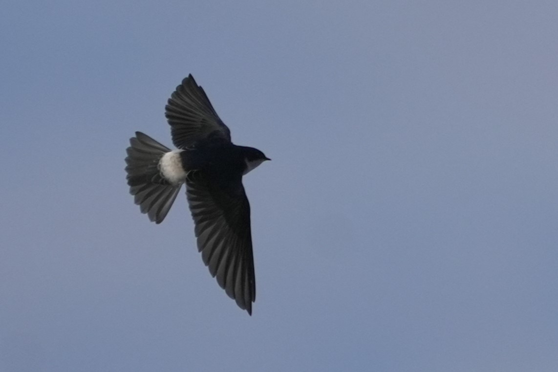 Chilean Swallow - ML619943109