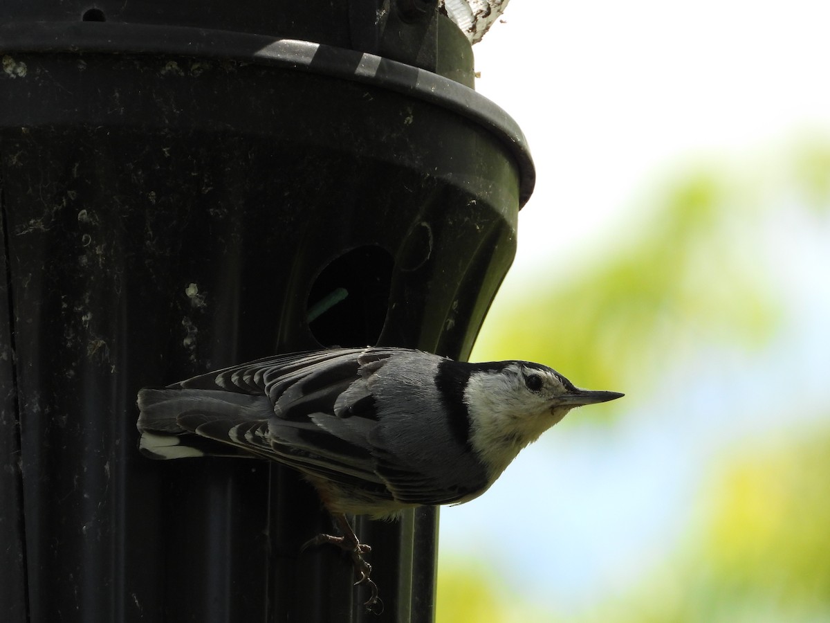 White-breasted Nuthatch - ML619943112