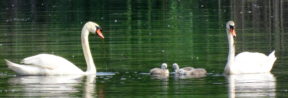 Mute Swan - ML619943118