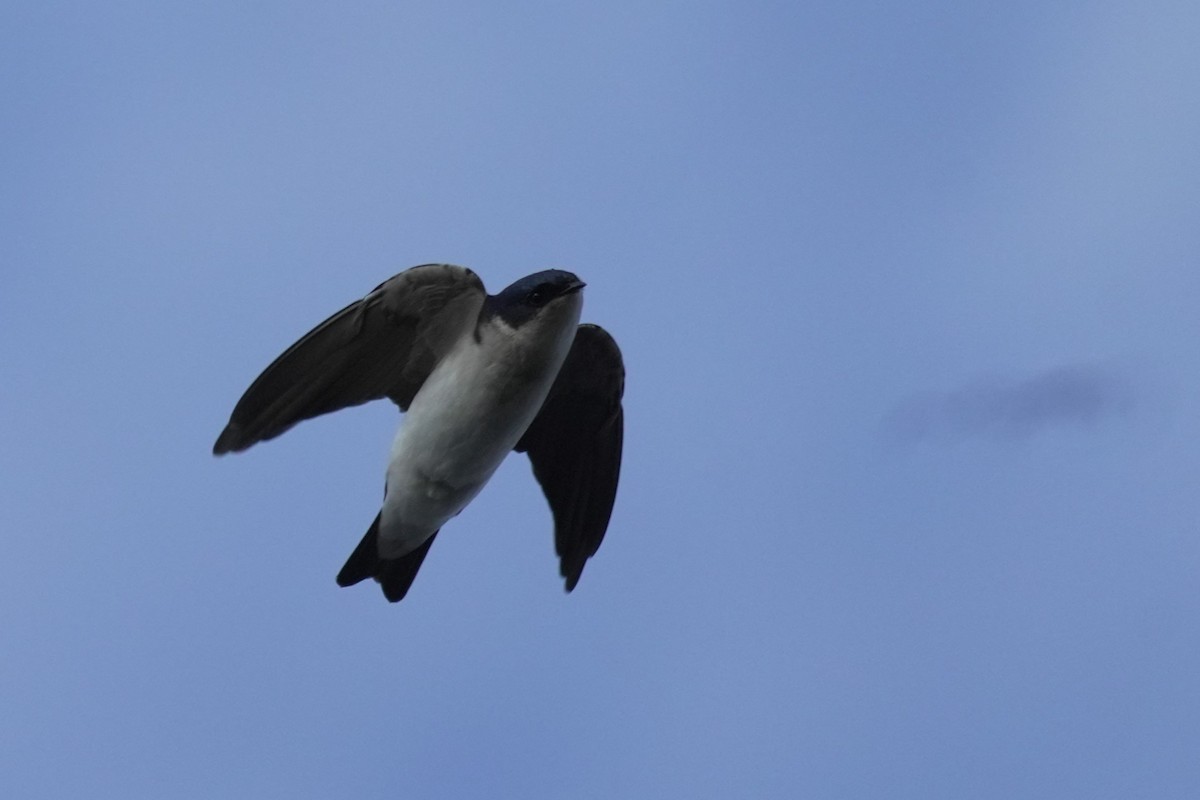 Chilean Swallow - ML619943119
