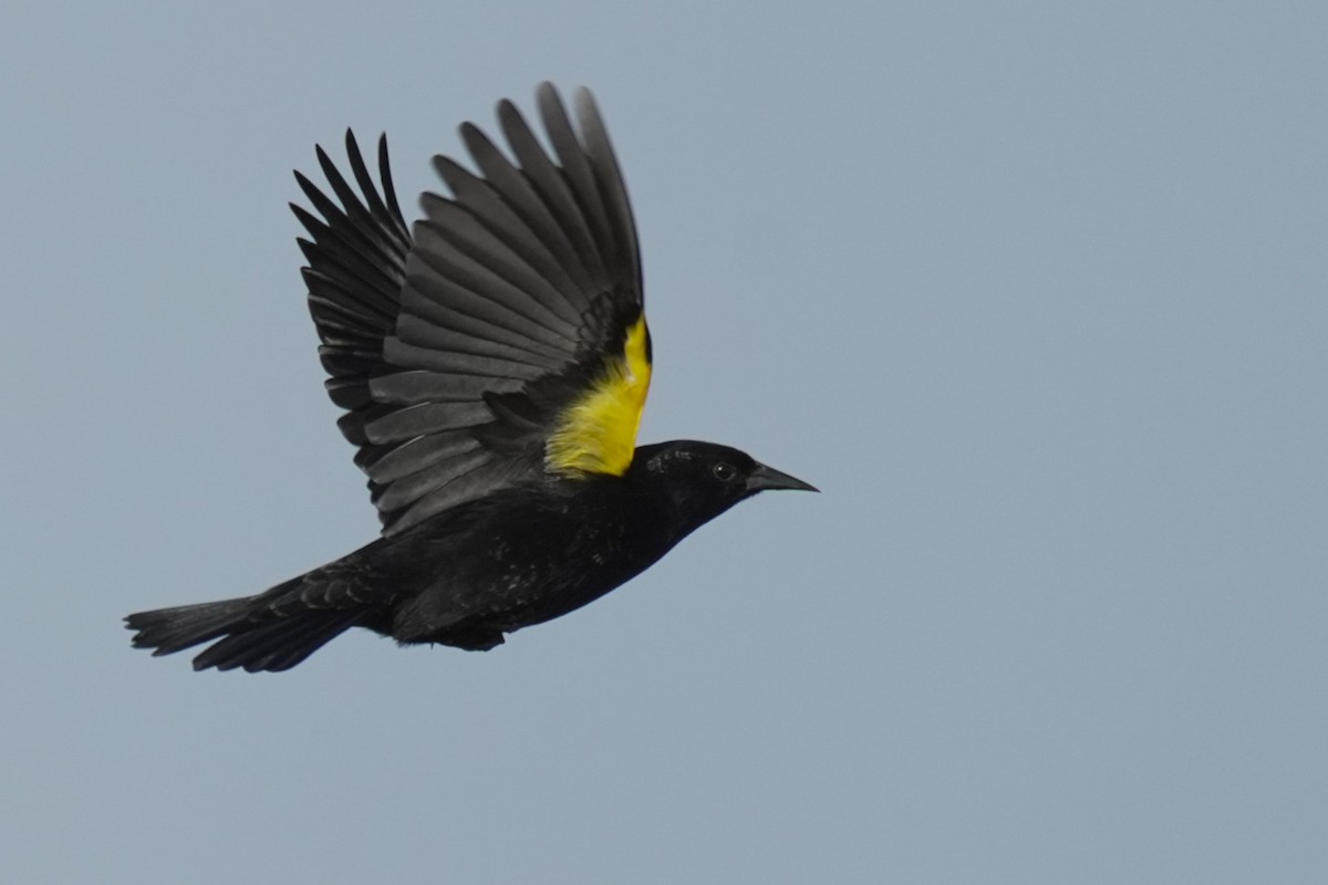 Yellow-winged Blackbird - ML619943152