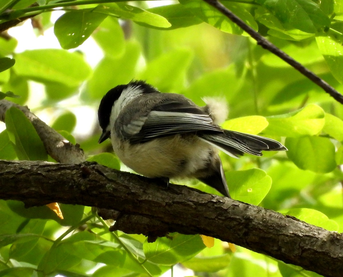 Black-capped Chickadee - ML619943162