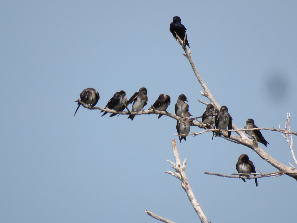 Purple Martin - ML619943163