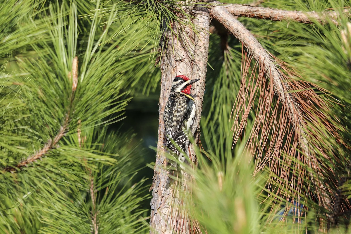 Yellow-bellied Sapsucker - ML619943174