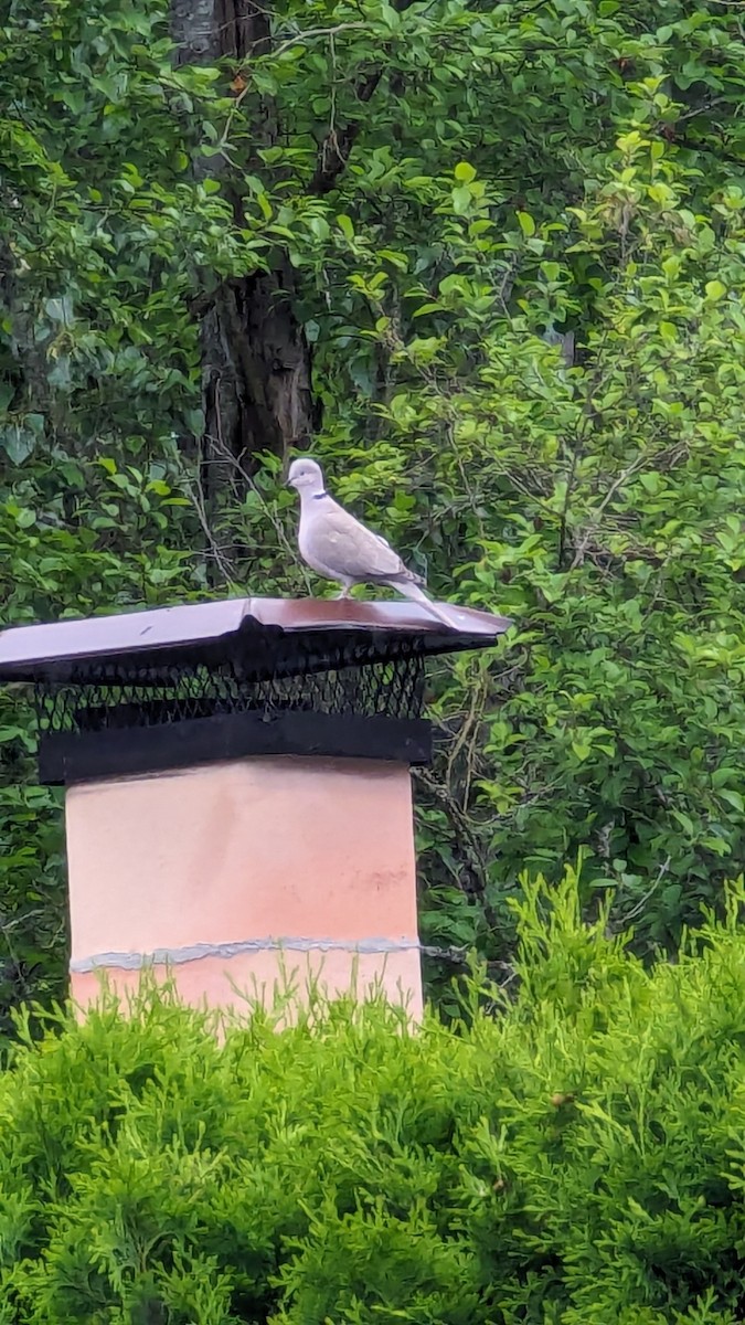 Eurasian Collared-Dove - ML619943179