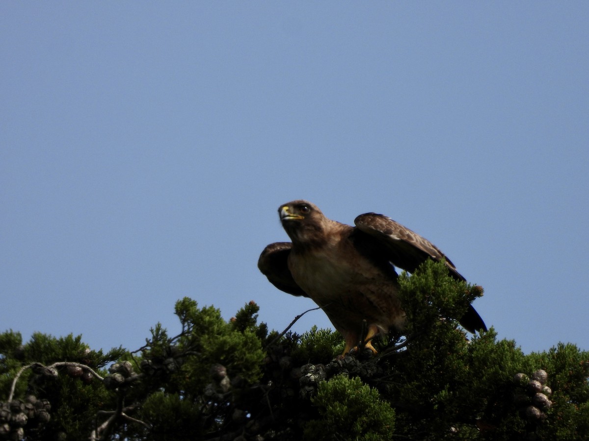 Rotschwanzbussard - ML619943189