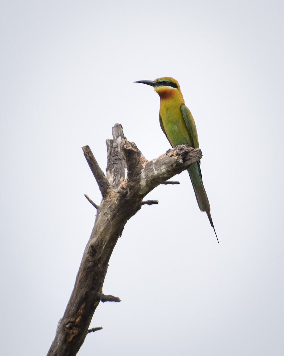 Blue-tailed Bee-eater - ML619943195