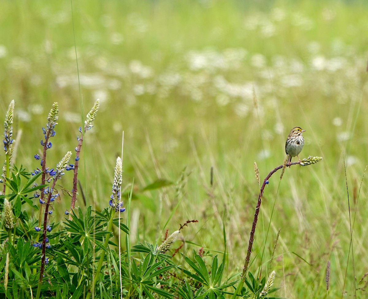 Savannah Sparrow - ML619943214