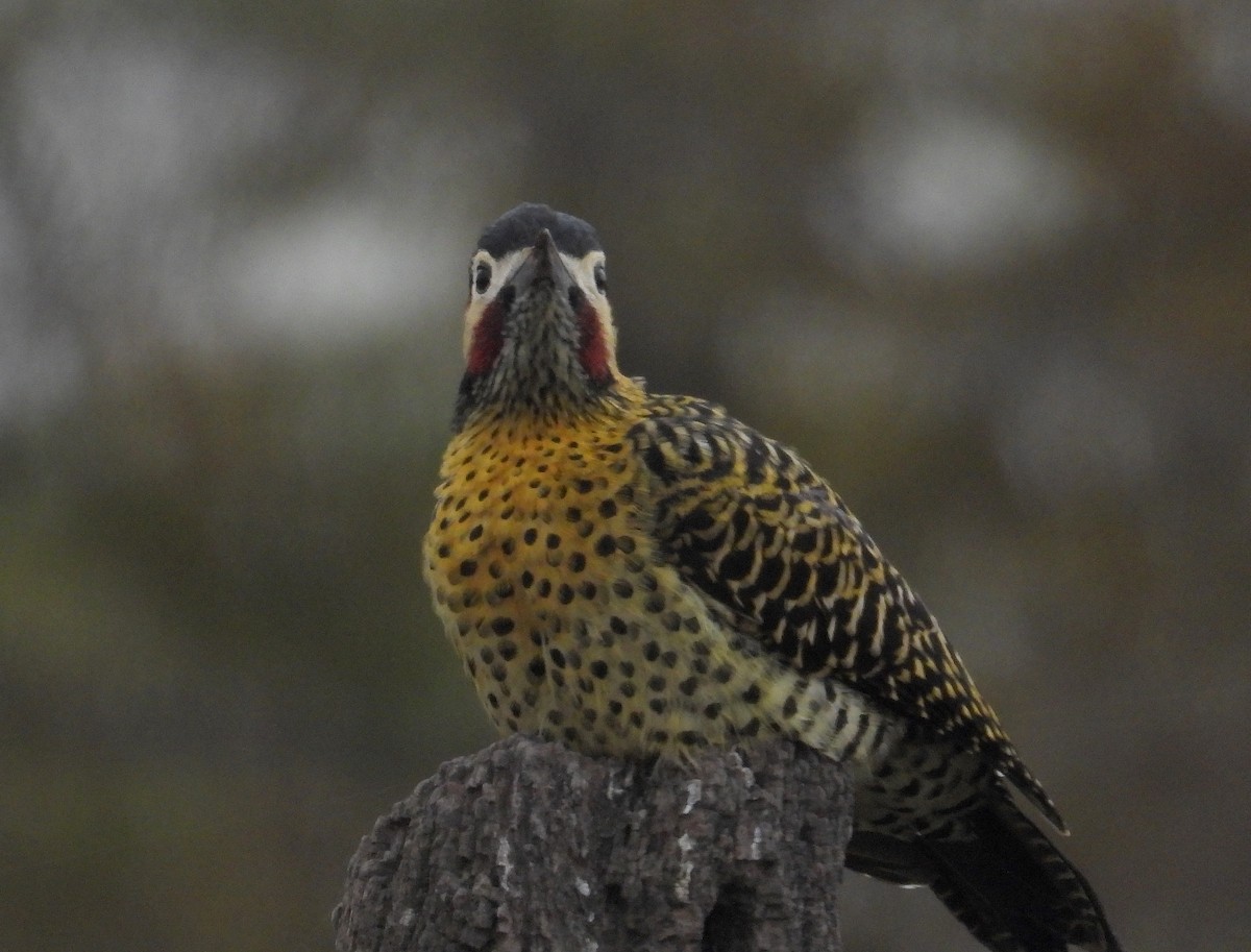Green-barred Woodpecker - ML619943235