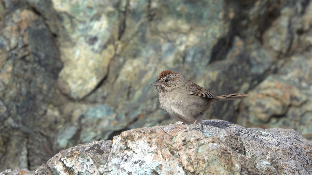 Rufous-crowned Sparrow - ML619943236
