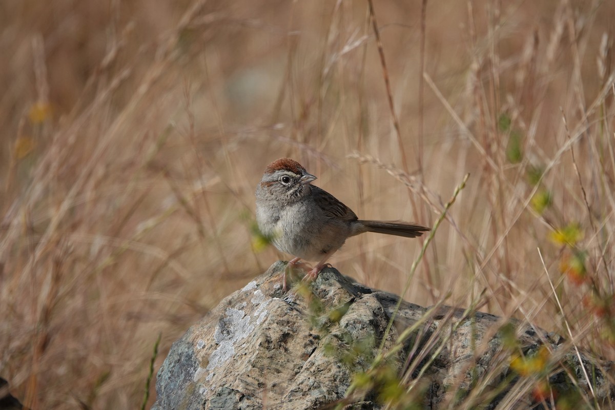 Rufous-crowned Sparrow - ML619943237