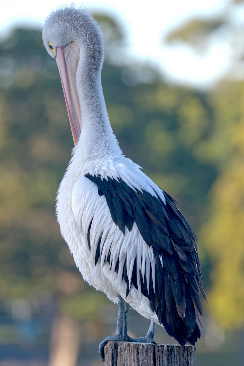 Australian Pelican - ML619943265