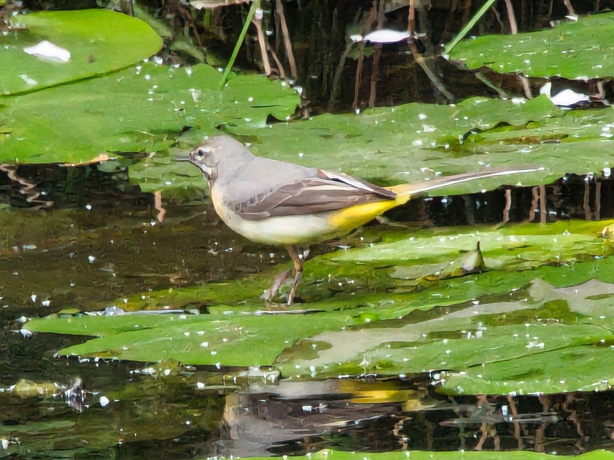 Gray Wagtail - ML619943277